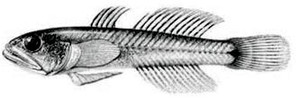 Aphia minuta_claves